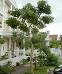 CÂY CHUÔNG VÀNG