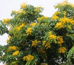 CÂY GIÁNG HƯƠNG
